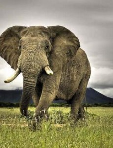 揭秘陆地战斗力最强的动物：成年雄性非洲象(单挑狮群碾压犀牛)