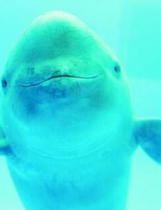 盘点中国十大珍稀动物排行榜,原来大熊猫都不算最稀有