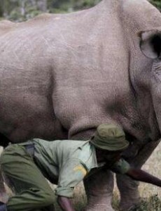 盘点世界珍稀动物排行榜,白犀牛竟然仅存一只(离灭绝只有一年)