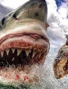 盘点十大攻击力最强动物排行榜,大家一定小心这些最具攻击性的动物