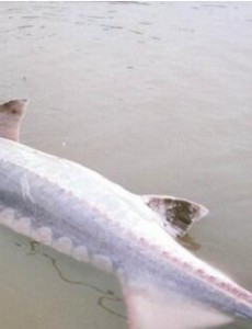 长江最大的鱼是什么,长江鱼王中华鲟(可重达1000斤/寿命40年)