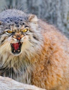 盘点世界上最凶悍的猫排行榜，介绍十大最凶悍的猫品种