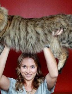 盘点世界上最大的猫排行榜 罗列十大大型宠物猫品种