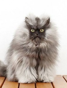 盘点世界上最小的猫排行榜，详细介绍8大最小型猫品种