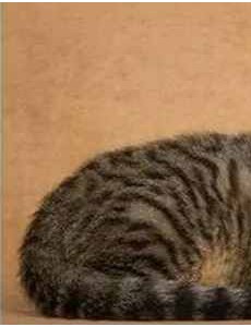 盘点中国土猫有哪些品种？中国土猫品种排行榜你了解过吗