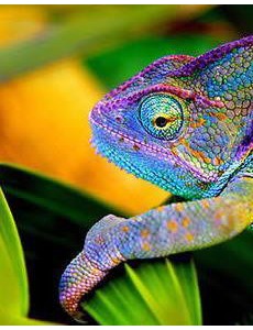 盘点视力最好的动物排行榜，震惊！变色龙具有360度视力（聚焦眼球）