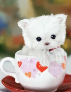 盘点世界上最可爱的狗排行榜,看看世界上最可爱的狗排名