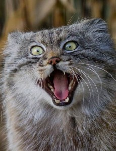 看看世界上最凶悍的猫：帕拉斯猫竟然有500万年未进化