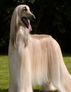 盘点世界上最美的狗排行榜 欣赏十大最美宠物狗