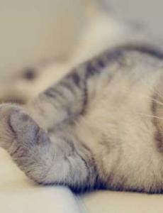 盘点史上最萌的猫咪排行榜，苏格兰折耳猫大眼萌坏了，把人萌化了