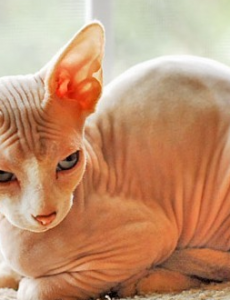 揭秘世界上最丑的猫：斯芬克斯猫（丑出天际）不敢直视