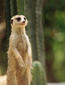 说说蛇的天敌，蛇獴竟然以吃蛇为生（附蛇獴大战眼镜蛇视频）