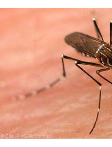 盘点世界上最毒的十大昆虫排行榜，疟蚊每年竟然会导致近200万人死亡