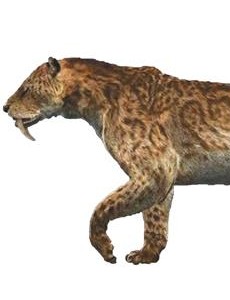 剑齿虎的奔跑时速到底是多少？调查显示剑齿虎体重达300公斤、高1米