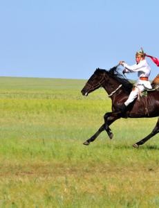 揭秘马的奔跑时速是多少?时速高达50公里，太快了