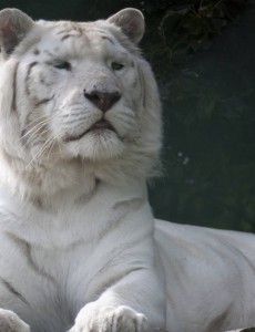 盘点世界上数量最少的老虎，野生纯白虎已灭绝（印度国宝）