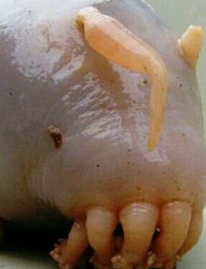 海猪是什么？长什么样子？身怀毒素的生物（内附海猪的图片）