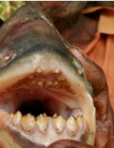 盘点世界上最奇特的动物排行榜，人齿鱼专吃男性睾丸，太奇葩了