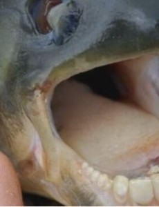 世界上最奇葩的鱼你见过吗，人齿鱼竟然专吃男性睾丸（睾丸杀手）