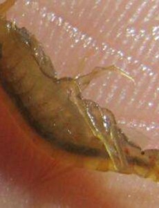 揭秘世界上最可怕的寄生虫，贝蒂寄生虫竟然是以舌头为食（外星寄生虫）