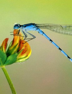 世界上眼睛最多的昆虫是什么，蜻蜓（具有28万个眼晶体，碜的慌）