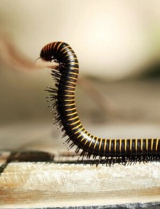 世界上足最多的动物你见过吗，北美千足虫竟然多达690只足（密集恐惧症慎入）