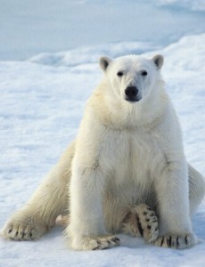 揭秘世界上皮毛最保暖的动物：原来是北极熊（靠脂肪来取暖）