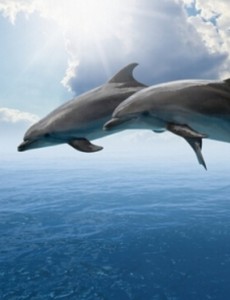 揭晓世界上最聪明的动物，海豚（大脑发达，占体重的1.7%）太聪明了