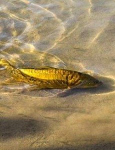 一起来揭秘水中精灵“镜子鱼”的真实面目（存活率竟然高达98%左右）