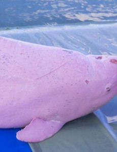 世界上最大的的淡水海豚长什么样子：粉红瓶鼻海豚灭绝了吗？（长3米）