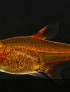 传说中的喷火鱼真的会喷火吗？盘点具有超能力的鱼类都有哪些