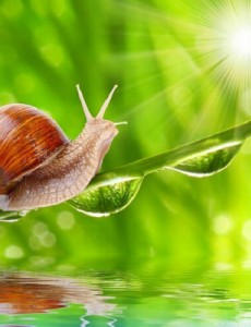 世界上牙齿最多的动物是什么,蜗牛长有25600颗牙齿不敢相信（相当于人类的800倍）