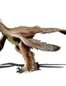 世界上翅膀最多的鸟是什么鸟，四只翅膀的四翼鸟（外形如同恐龙？）