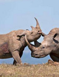 揭秘世界上数量最少的动物，据说“犀牛之王”白犀（仅存一只）