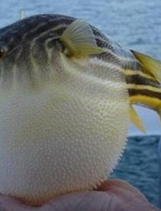 世界上最贵的毒药竟然是它,河豚毒素1克200万(杀死金正男)