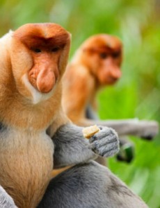 盘点世界十大最恶心的动物排行榜,船蛀虫力压完胜无毛猫成第一