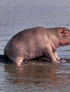 揭秘世界上嘴巴最大的陆生哺乳动物，原来是河马（牙齿长约60厘米）