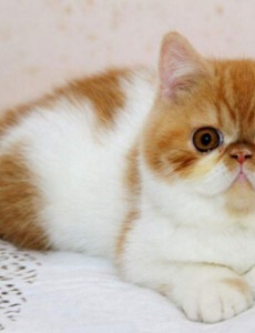 盘点世界上十大最聪明的猫排行榜,加拿大无毛猫登榜首原来这么聪明