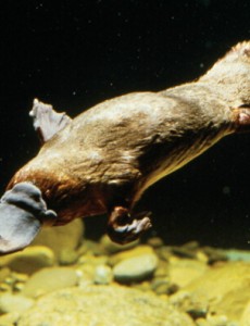 揭秘世界上现存最原始的哺乳卵生动物，鸭嘴兽竟然是有毒的！（出现2500万年前）