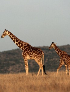 世界上最高的长颈鹿，英国长颈鹿高5.8米（和天肩并肩）