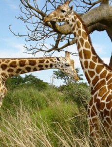 揭秘世界最高的陆上动物，长颈鹿平均高5米抬头都看不到头（刚出生1.5米高）