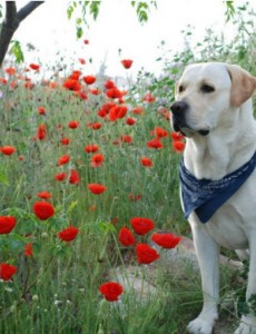 揭秘世界上最长寿的狗，29岁的拉布拉多已逝世（相当于人类203岁）