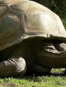 揭秘世界上最长寿的乌龟，阿德维塔竟然已经享年267岁（出生于1750年）