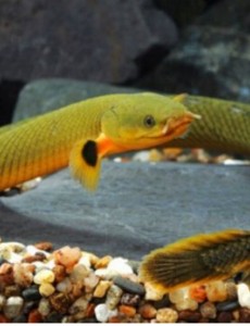 肺鱼是什么鱼有见过吗?肺鱼又名非洲肺鱼（竟然是用肺呼吸）