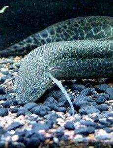 揭晓世界上最长寿的鱼，90岁高龄据说采取安乐死（生时观看人数达1.04亿人）