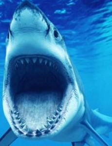 盘点揭秘世界十大最危险​的鲨鱼,大白鲨噬人牛鲨致命太可怕