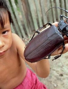 大揭秘世界上最大的甲虫，泰坦甲虫长达21厘米（一口咬断一根铅笔）震惊众人！