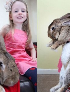 揭晓世界上最大的兔子,大流士兔子居然重达45斤（一年吃4320根胡萝卜）