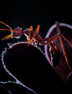 世界上最大的蚂蚁能大到哪去呢，公牛蚁长达3.7厘米（蚁界巨无霸）