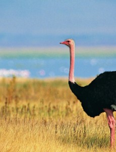 世界上最大的鸟是什么鸟，原来是北非鸵鸟（重达155公斤）